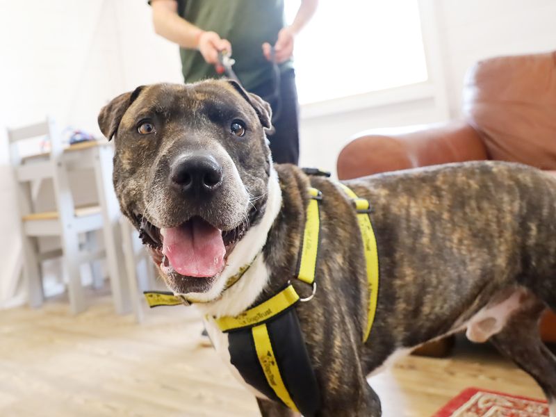 Reg the crossbreed in his foster home