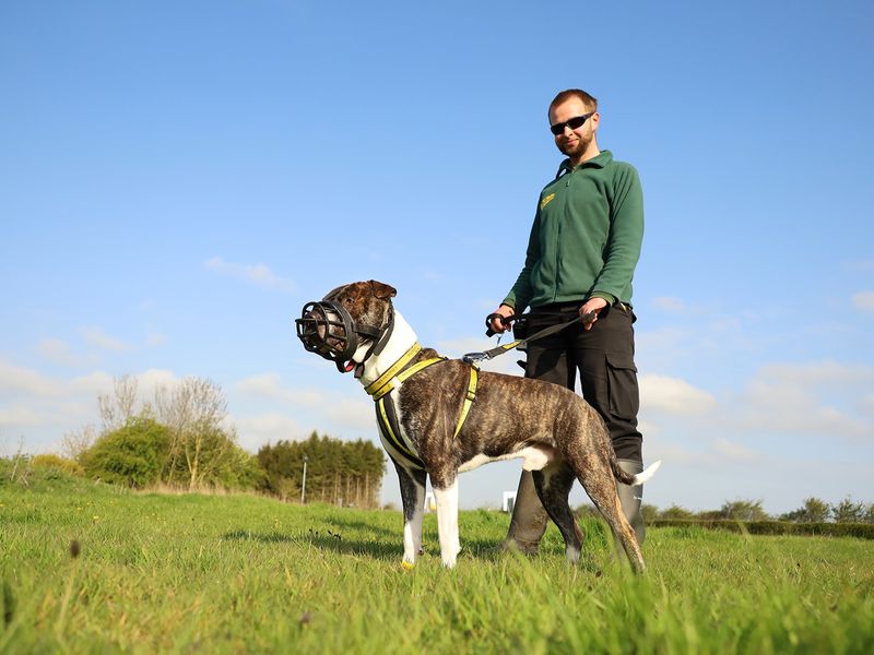 Reg the Crossbreed wearing a muzzle