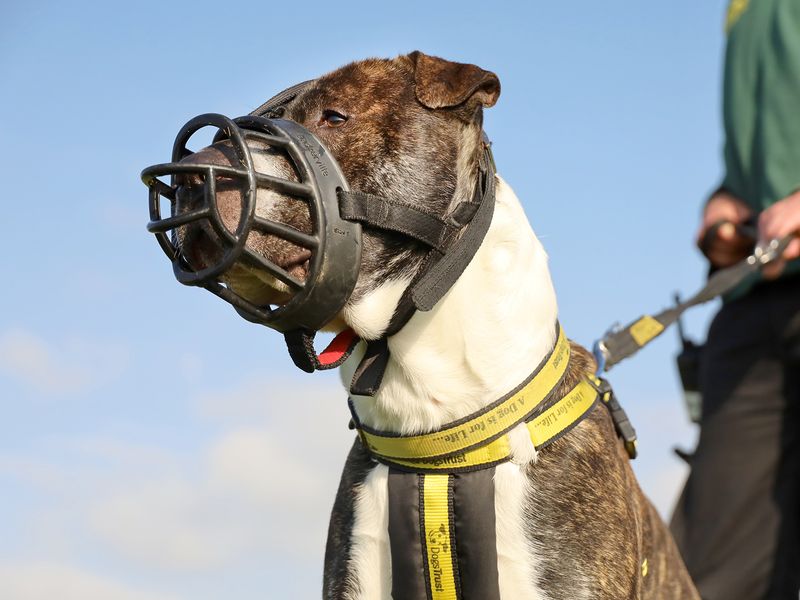 Reg the crossbreed muzzle 