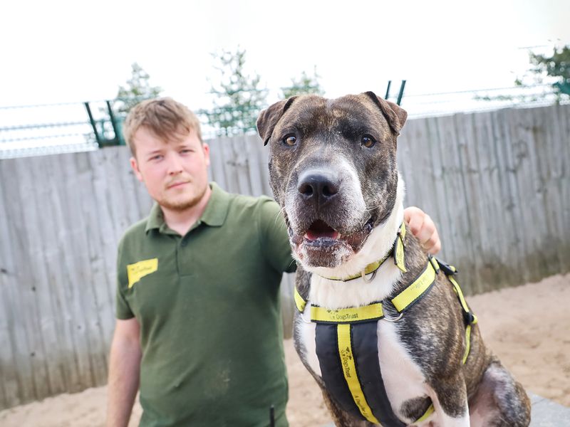 Reg the Underdog is with his canine carer