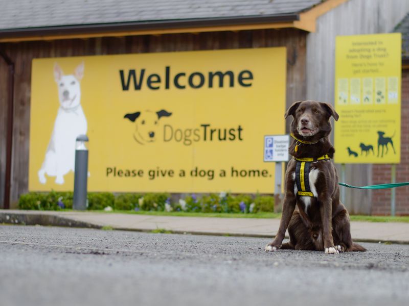 Outside Kenilworth rehoming centre: Dexter the chocolate Labrador sitting outside massive Dogs Trust yellow logo wall.