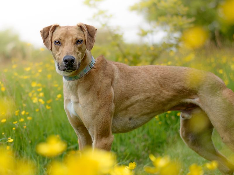 George the Underdog in a flower field