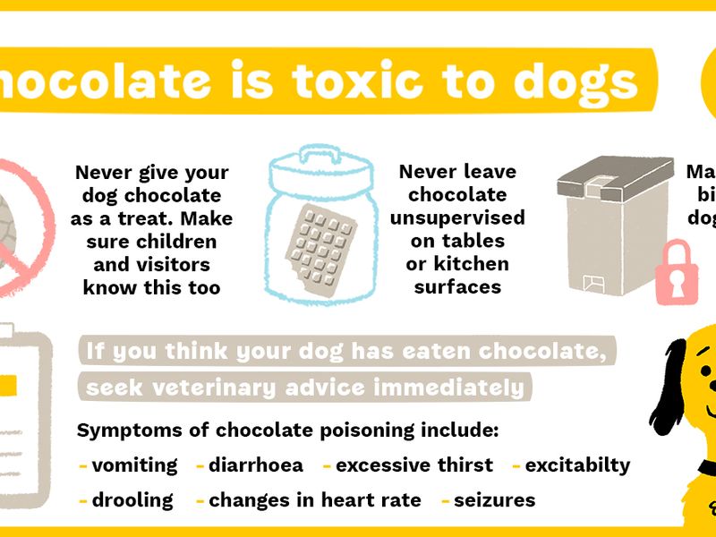 Illustration of info about chocolate being toxic to dogs, which includes: never givng your dog chocolate as a treat or leaving it out unsupervised. Make sure anyone visiting knows this too and making sure your bin is dog-proof. If your dog displays any symptoms such as vomiting, diarrhoea, excessive thirst, drooling, seizures, changes in heart rate and excitability, then please contact your vet immediately.