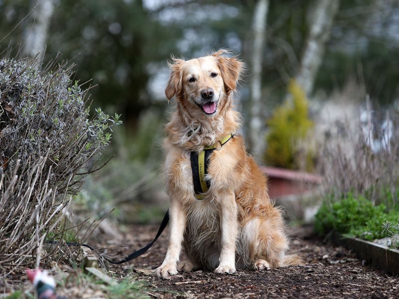Golden Retriever dog sitting nicely outside Dogs Trust Bridgend.