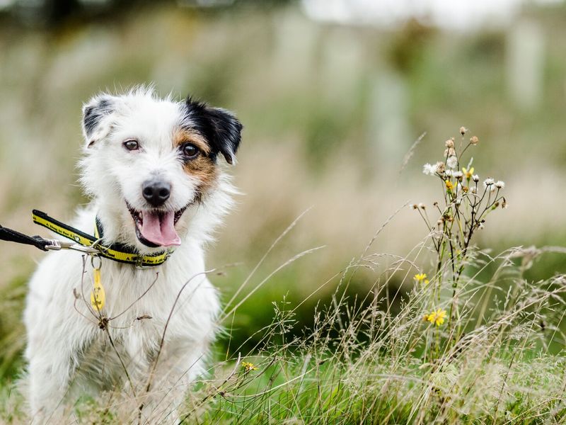 Adult white Terrier Cross, enjoying a walk, outdoors, in a grassy area.