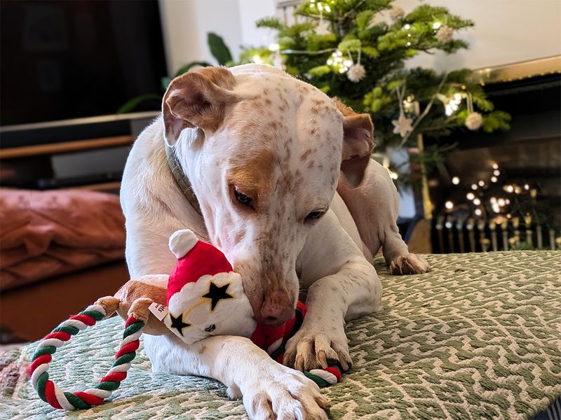 Cody the Crossbreed plays with a toy at Christmastime