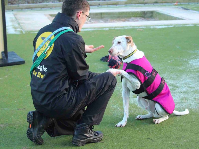 Cody the Crossbreed gives paw to a Canine Carer at Dogs Trust Kenilworth on a frosty day