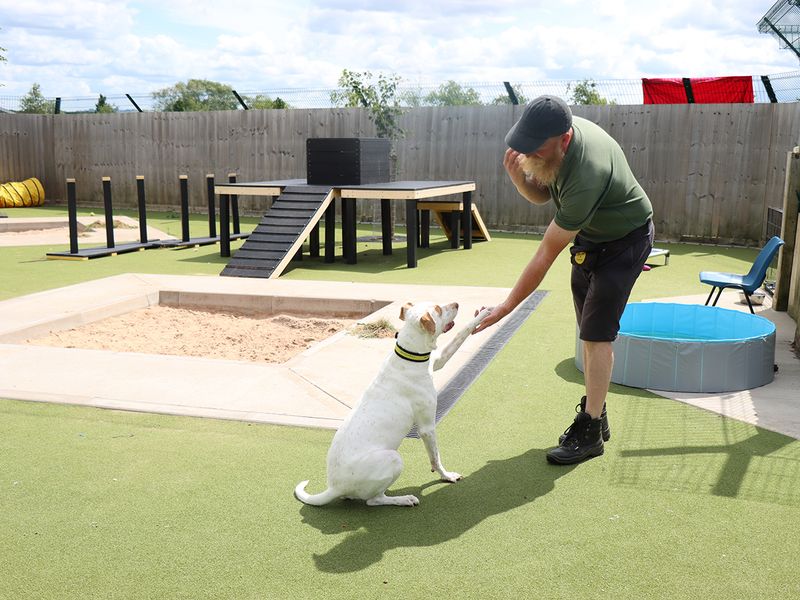 Cody the Crossbreed gives paw to a Canine Carer at Dogs Trust Kenilworth on a frosty day