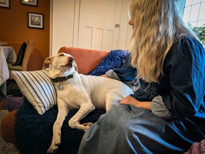 Cody the Crossbreed settles into his new home