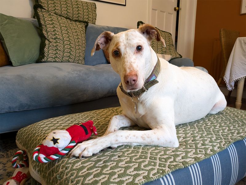 Cody the Crossbreed settles into his new home