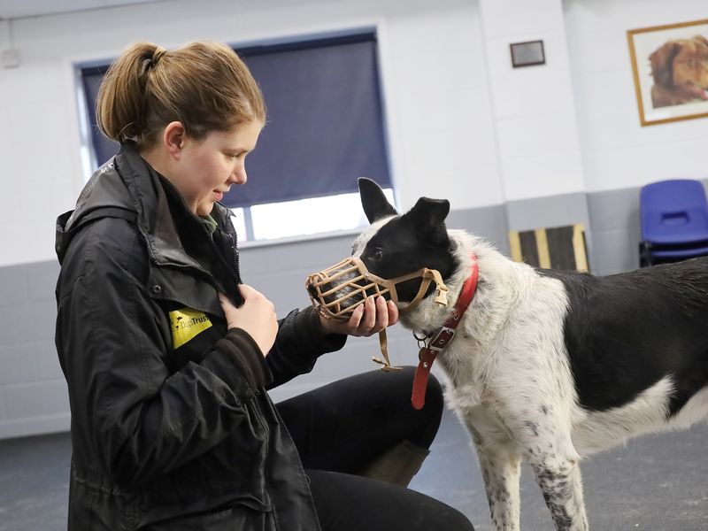 Alfie the Collie cross and his carer Tasha practice muzzle training