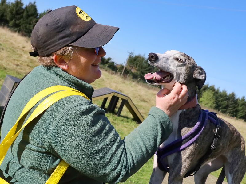 Missi a grey and white Whippet being stroked by a canine carer smiling outside