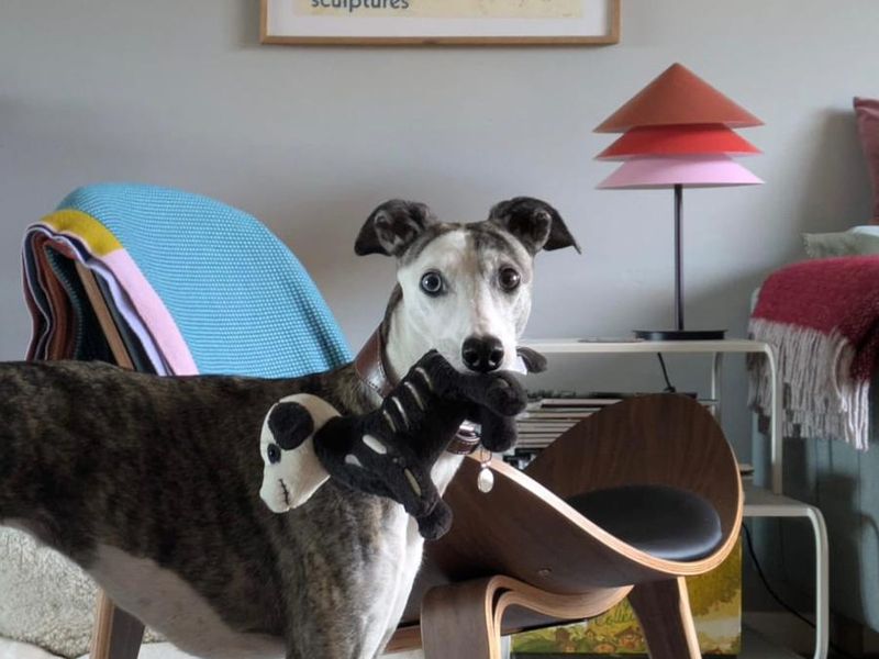 Missi a grey and white Whippet looking at the camera with a toy in her mouth in the living room