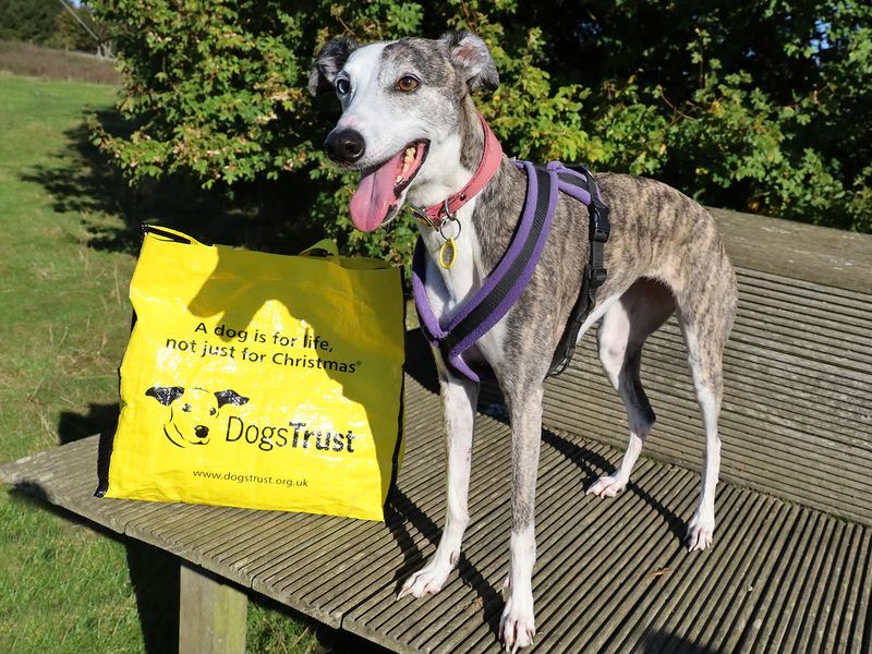 Missi a grey and white Whippet looking to the side on a wooden bench with her dogs trust going home yellow bag by her side