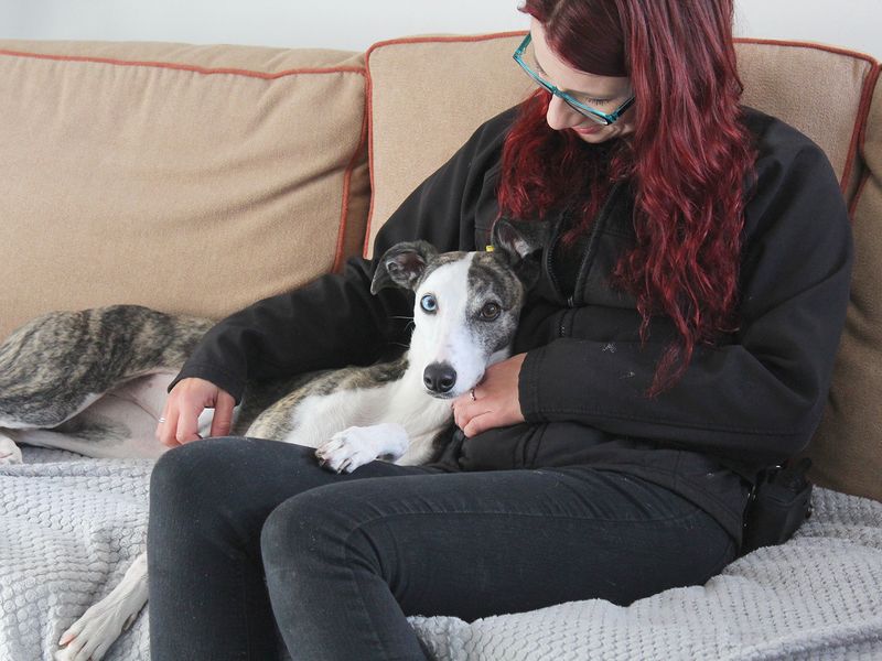 Missi a grey and white Whippet looking at the camera on a sofa with a home from home coordinator Meg