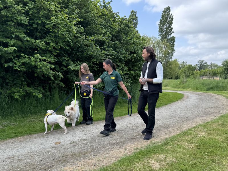 Pete walking outside with a white chow chow a white staffy on leads and two ladies from the centre team