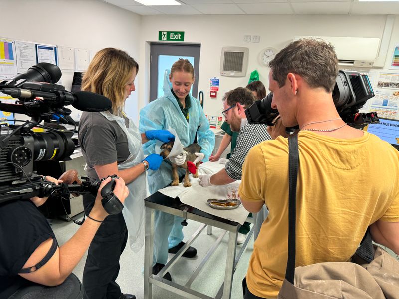 dave the puppy having his bandage changed in a consult room wearing a cone with a filming team around him