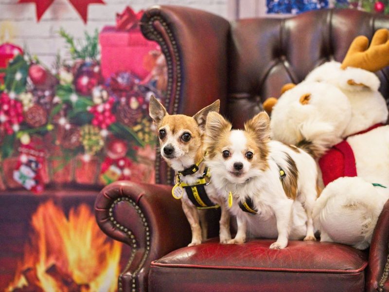 Two small dogs sitting in a chair surrounded by Christmas decorations