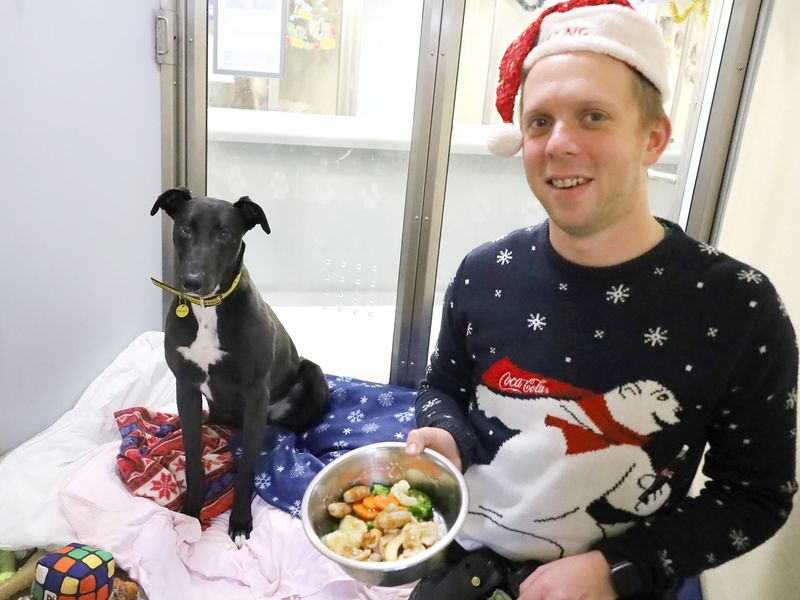 A dog friendly Christmas Dinner