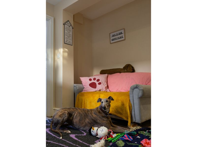 A brindle greyhound stretches out on the floor at Oakfield Old Dogs Home