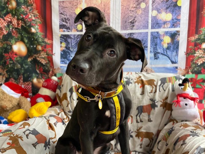 Jeff, a black dog sitting on a chair