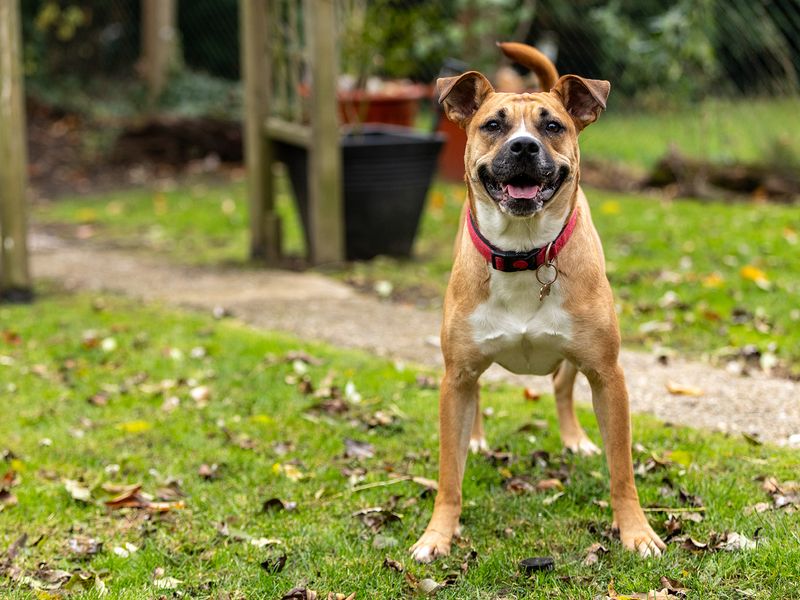 Jojo the Staffy in her happy place