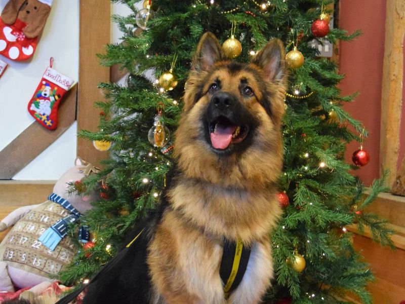 A dog sitting in front of a Christmas tree
