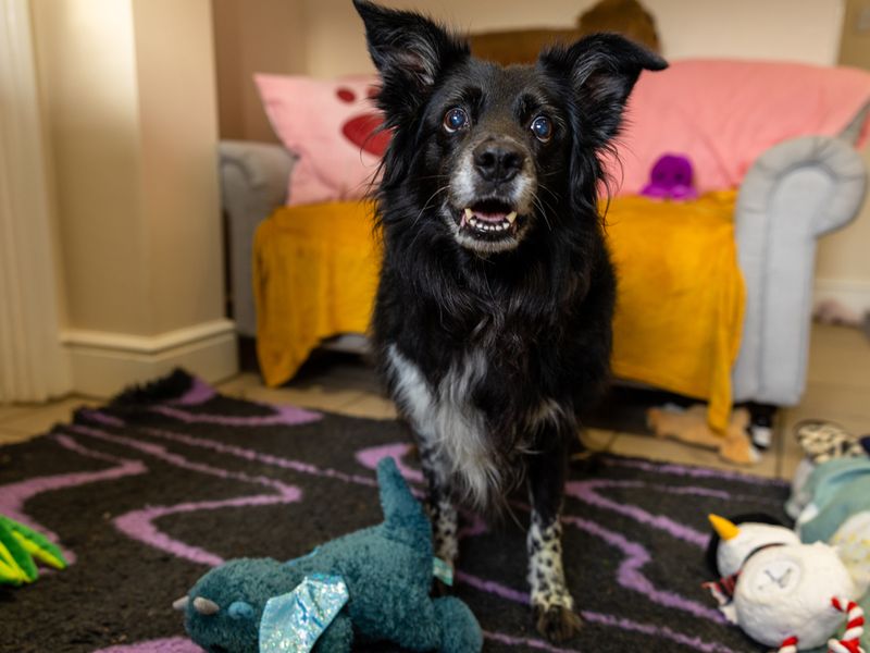 An older Border Collie smiles at Oakfield Old Dogs Home