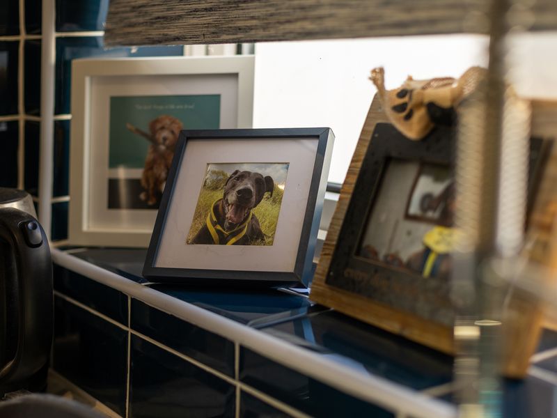 Interior shots of Oakfield Old Dogs Home