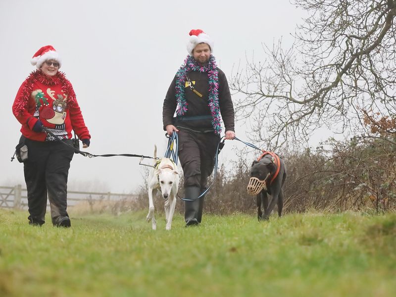 Two staff and Two dogs walking 