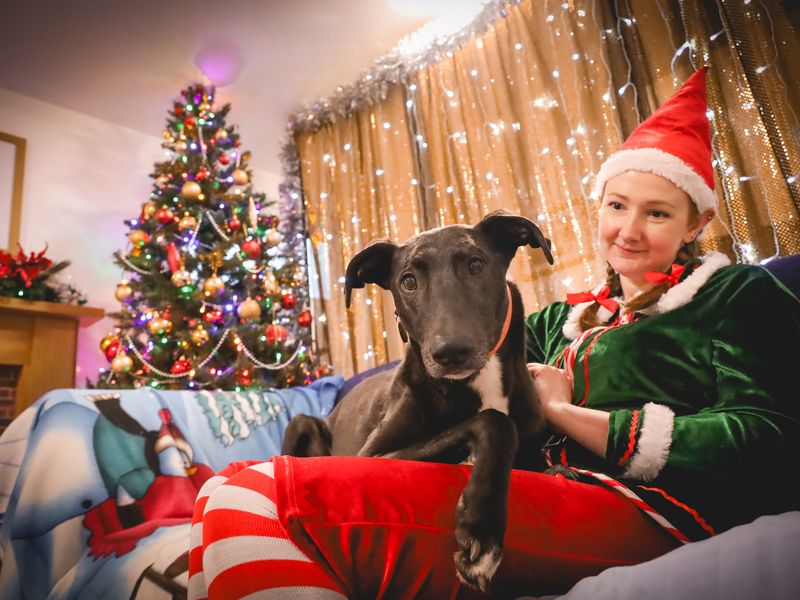 Sponsor dog domino sitting on a volunteers lap