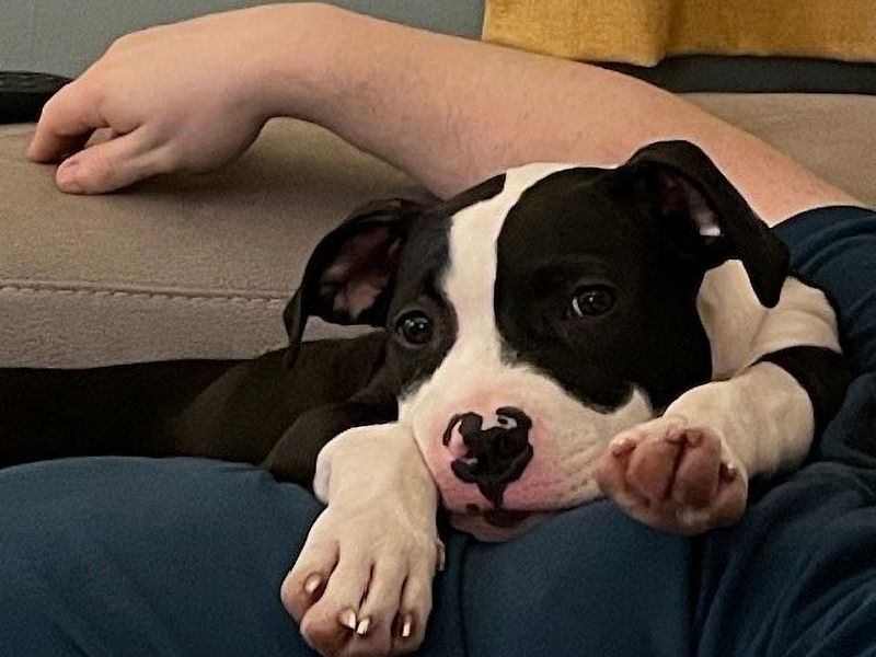 Tip the Staffy puppy at Dogs Trust Loughborough