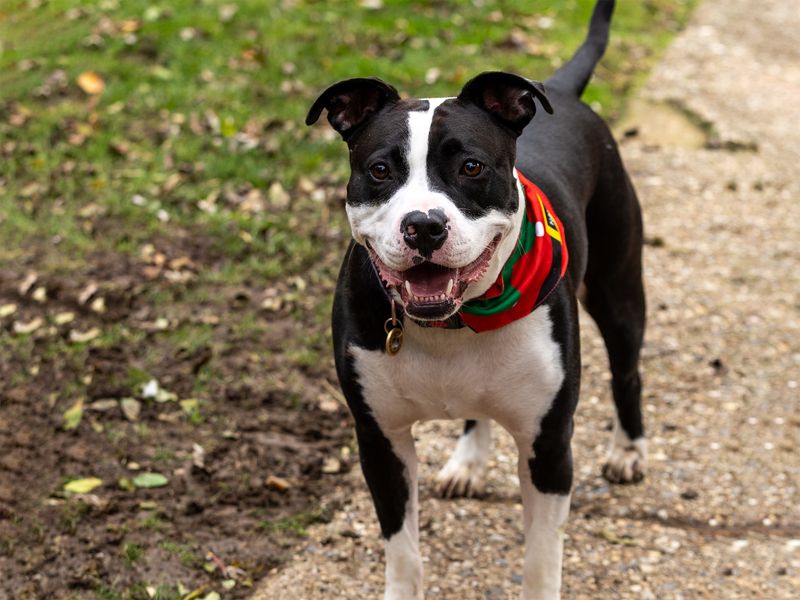 Tip the Staffy smiling in her happy place