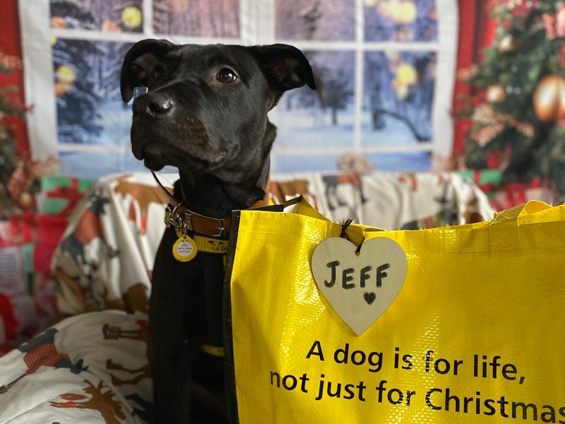 A black dog is ready to go home with his yellow Dogs Trust bag