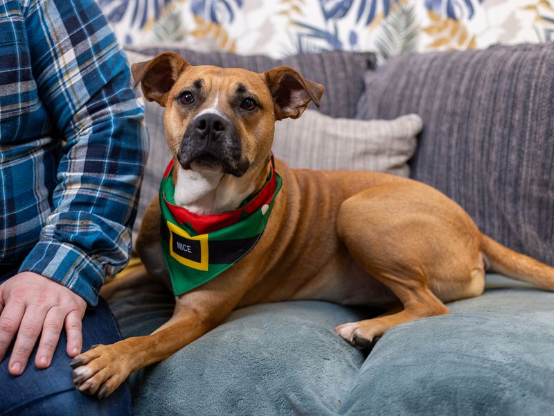 Jojo the Staffy wearing a bandana next to owner Grant in her happy place