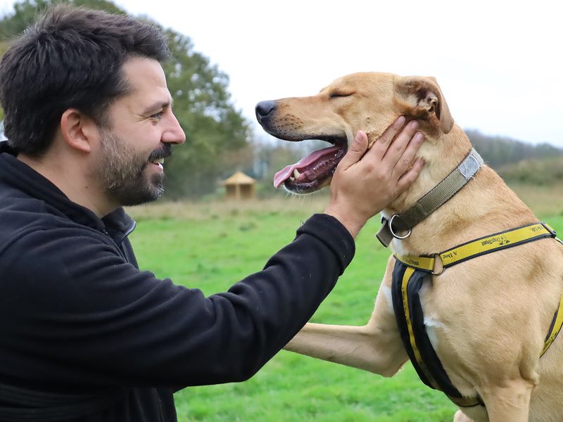 Image of a male canine carer and a sandy adult large crossbreed dog face to face, with the canine carer touching the side of the dogs face