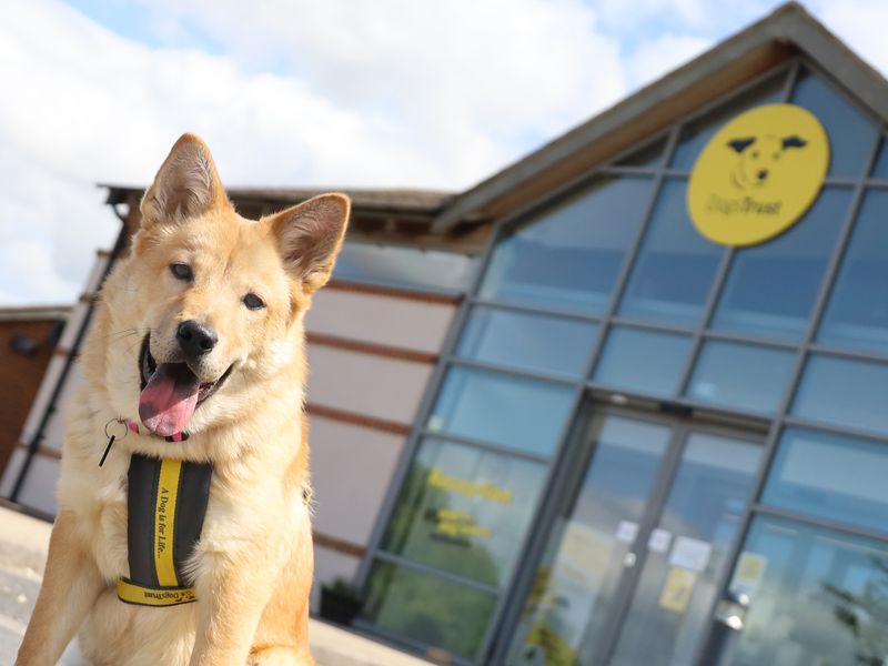 A sandy large adult Crossbreed dog wearing a harness, standing outside the Leeds rehoming centre