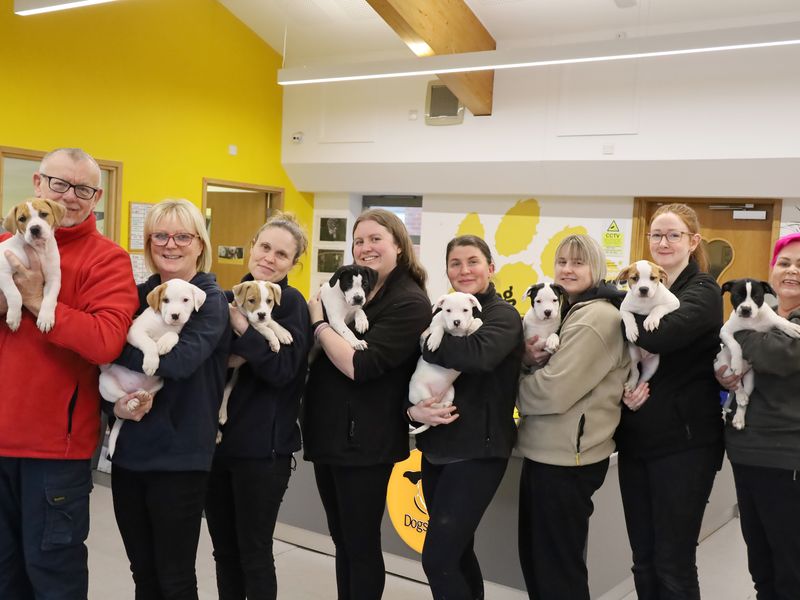 8 staff members standing in a row smiling and holding 8 black and white staffy cross puppies