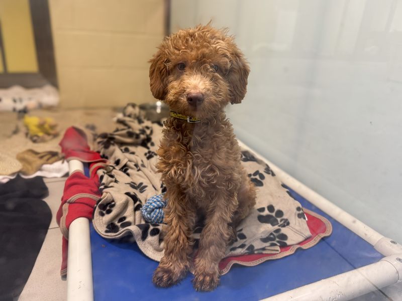 a tan cockapoo puppy sitting in it's kennel on a dog bed with a paw blanket