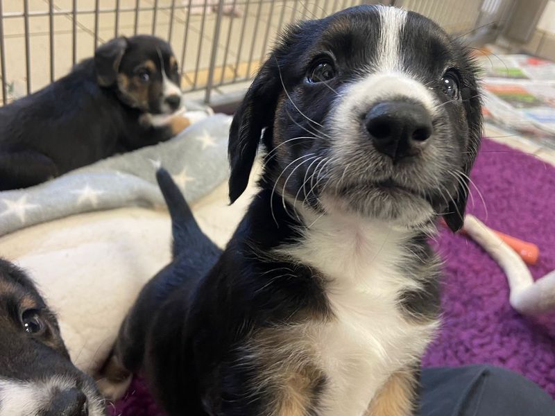 three tri coloured collie cross puppies looking at the camera