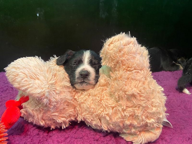 A black and white collie cross puppy asleep on a teddy bear toy