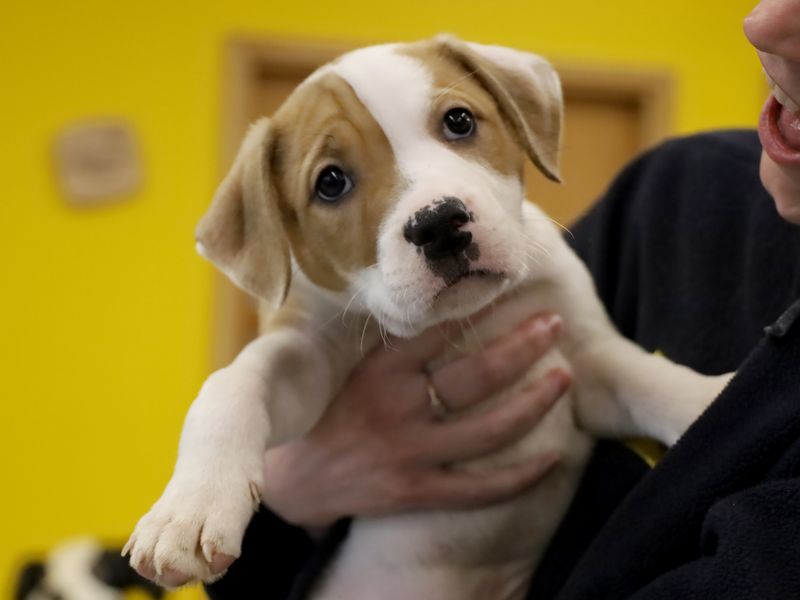 a white and tan staffy cross puppy being held by a staff member