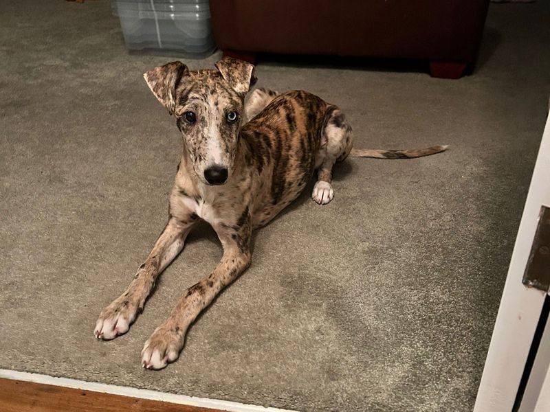 a brindle and merle eyed lurcher puppy sitting on the carpet