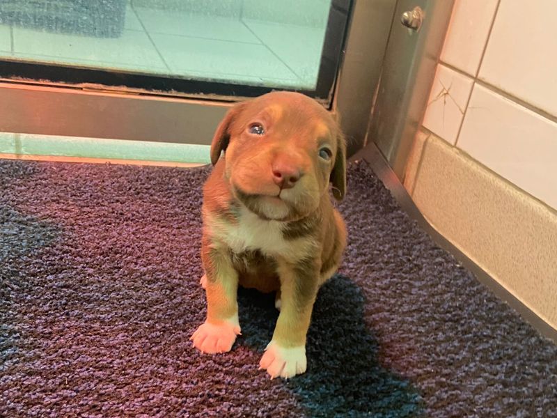 a brown and white collie cross puppy looking at the camera