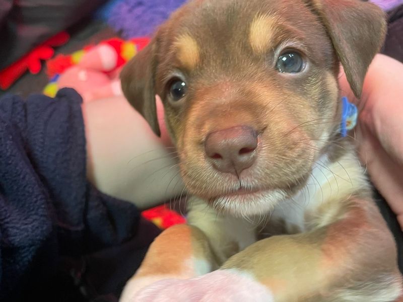 a tri coloured collie cross puppy looking at the camera
