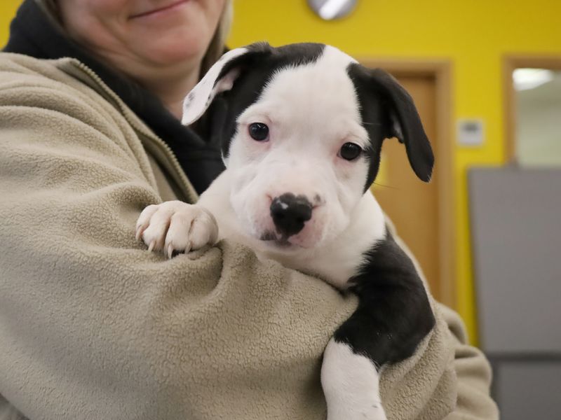 a white and black staffy cross puppy being held and cosying up to a staff member