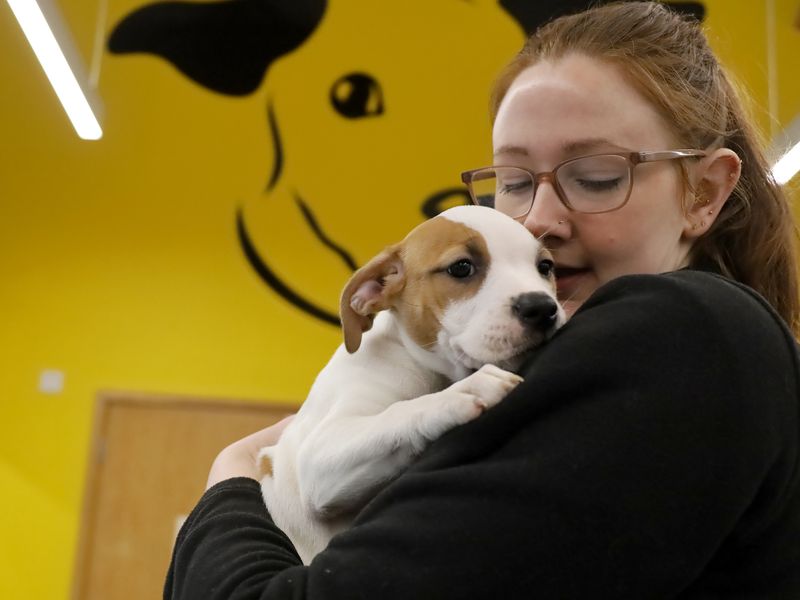 a white and tan staffy cross puppy being held and cosying up to a staff member