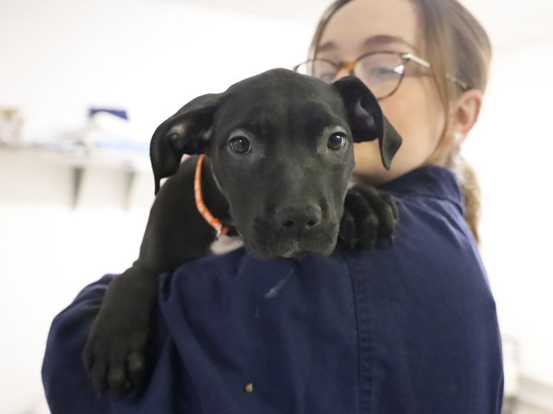 a dark grey labrador and sharpei cross puppy looking at the camera and being held by a staff member