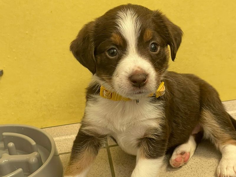 a tri coloured collie cross puppy looking at the camera