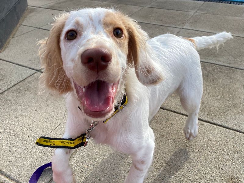 a white and orange spaniel puppy in a playpen running towards the camera